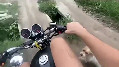 Ankle Biter Gets Karma