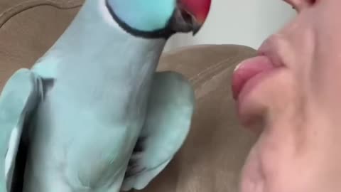 Parrots Saying the Funniest Things 🦜😂