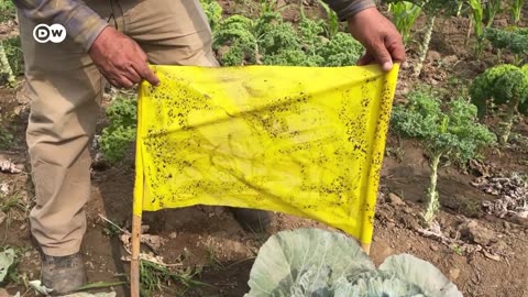 Perú exporta sus fresas sin pesticidas y consume las contaminadas