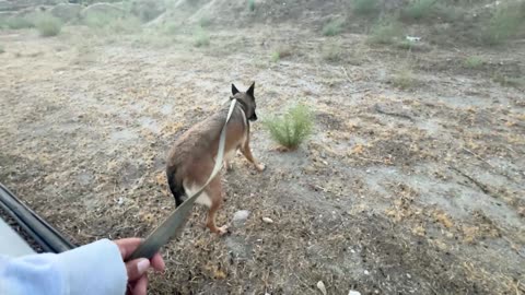 Random Stream IRL