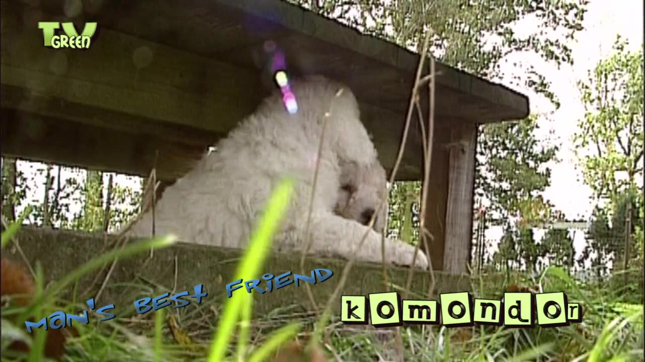 komondor puppies play