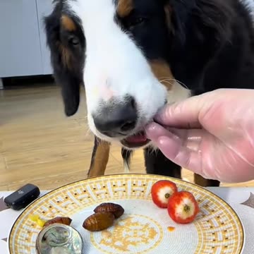 "A Dog's Mealtime: So Much Fun!"