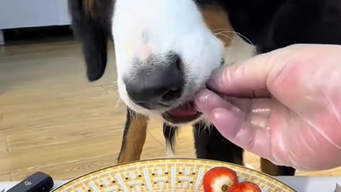 "A Dog's Mealtime: So Much Fun!"