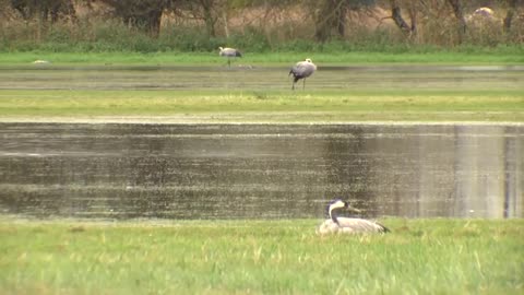 More than 1,000 cranes perish from bird flu outbreak in Germany