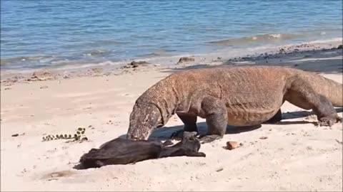 ~Did The Queen Eat George's Goat?~