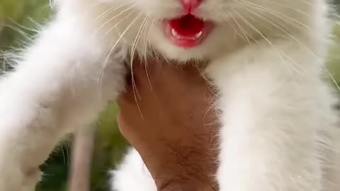 Kitten meowing 😻 - Cat sound - Cat video - Cat Voice - Cat - Persian cat sound - Persian Cat - Cats