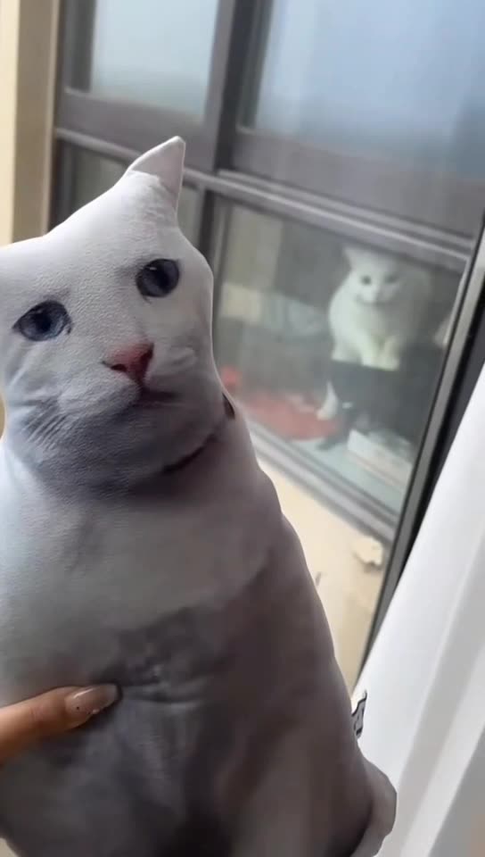 Best Animals of 2025😂😂😂♥️