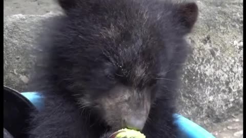 🐻 Rescued Bear Cub Changes Old Man’s Life 🐾❤️