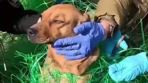 🐶💕 Ukraine Russia War | 'White Angel Unit' Saves Tangled Dog During Lyman Evacuation | RCF