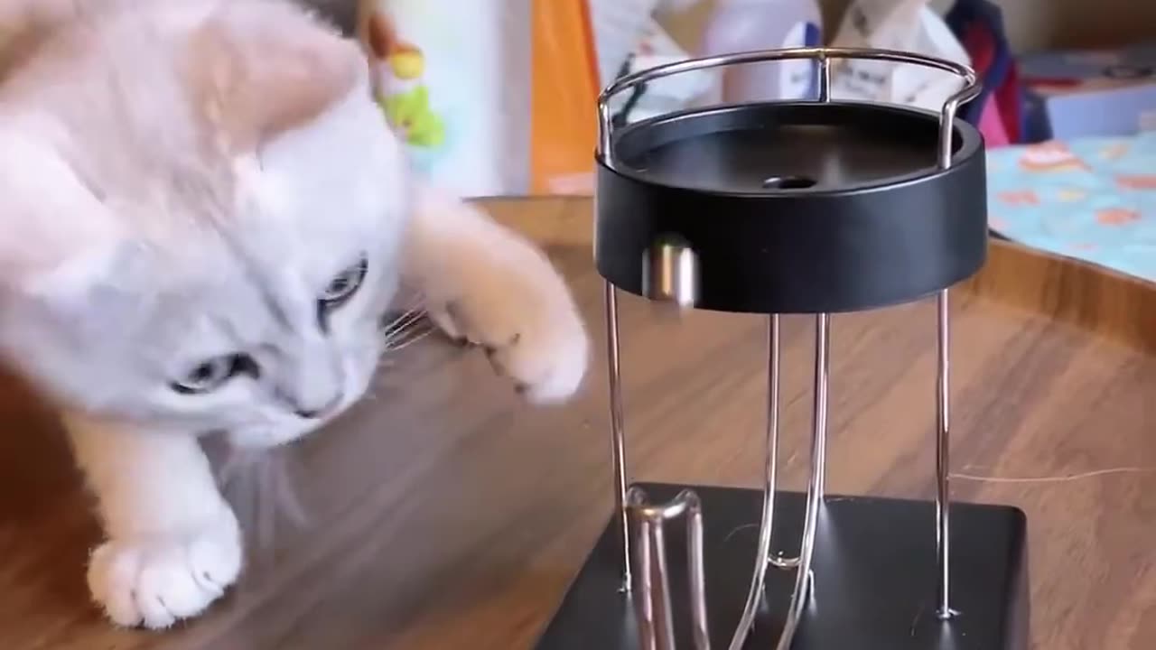 Funny 🐈 😻
