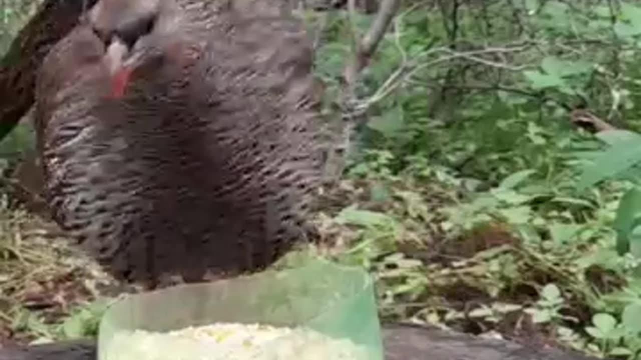 Sounds of angry bird #birds #wildlife #animals