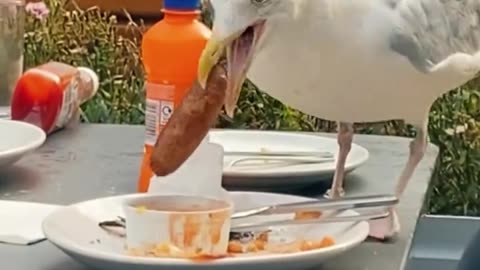 Seagull snatching food