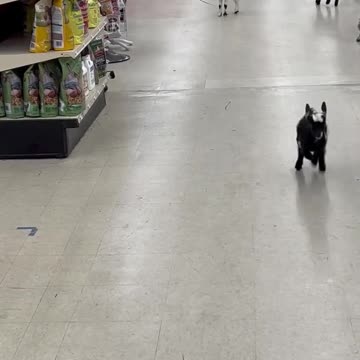 "Cuteness Overload: Goat Kids in the Mall!"