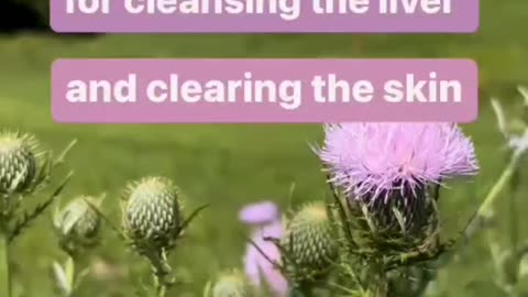 Are you curious what herbs are good for chronic symptoms?