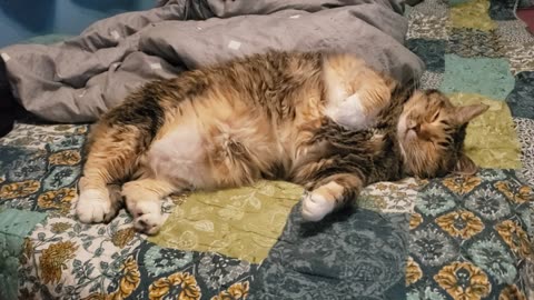 Unbelievably Cute! Relaxing Cat Showing Off Her Belly