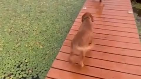 yt1s.com - Your daily dose of funny cute dogs relaxmydog funny dogs funnydogs compilation_360P