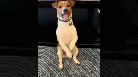 A selection of funny moments with animal #19