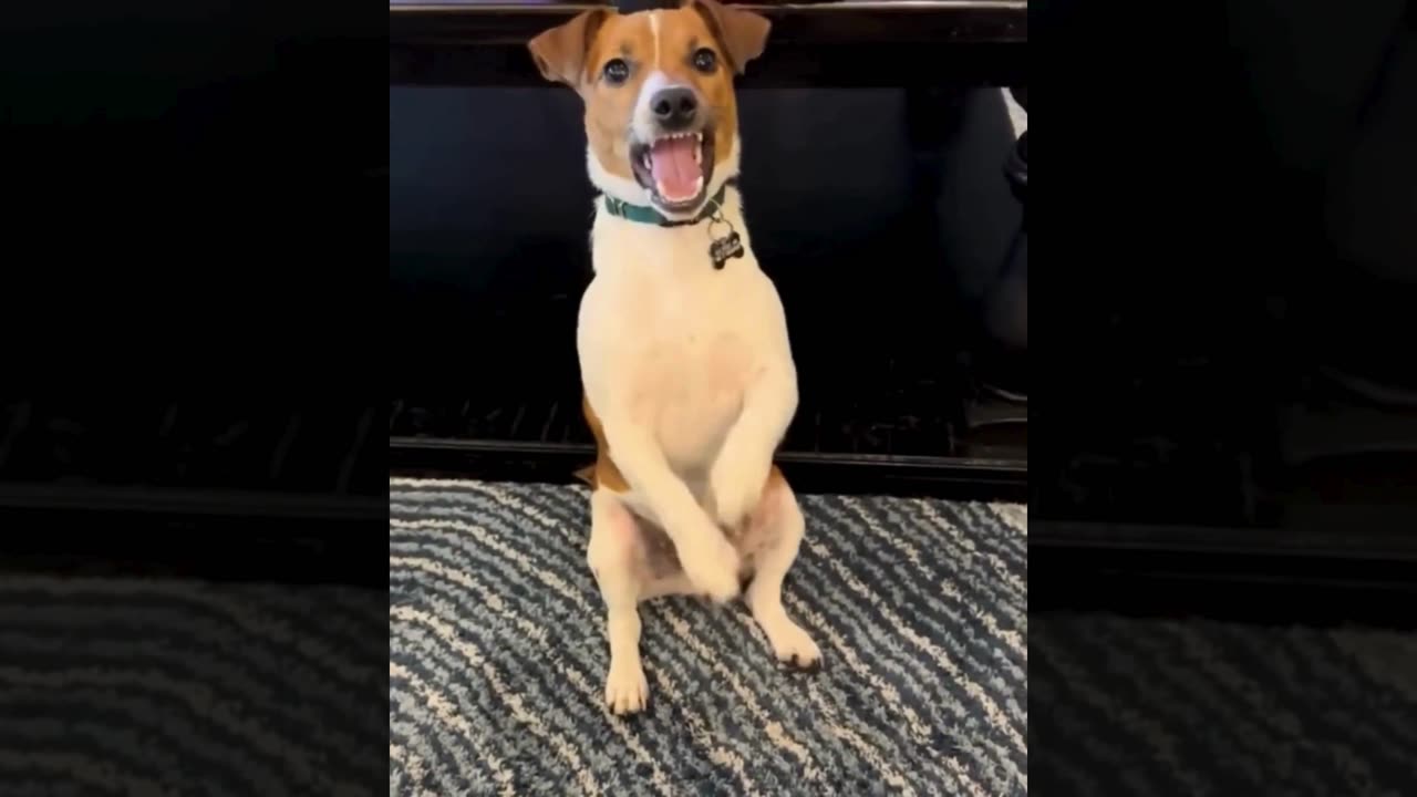 A selection of funny moments with animal #19