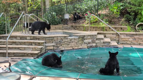 Bear Cub Pool Party