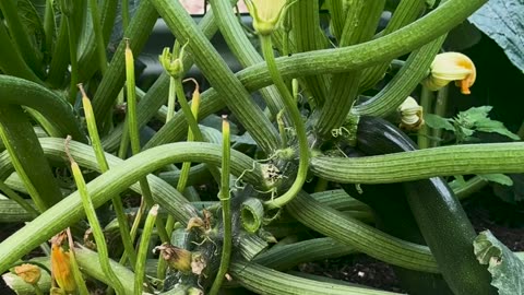 How to Prune Zucchini 101