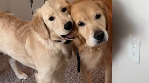 "Mom, Can We Return Her?"