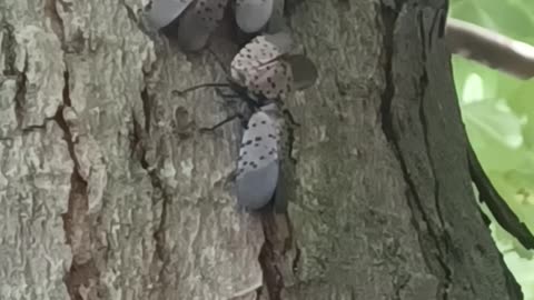 Lantern Fly Moths