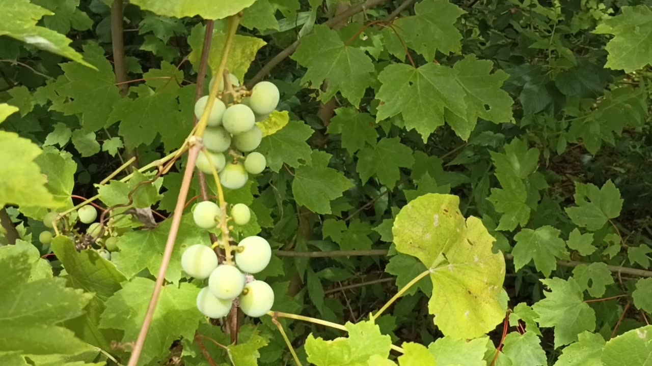 Grape Vine