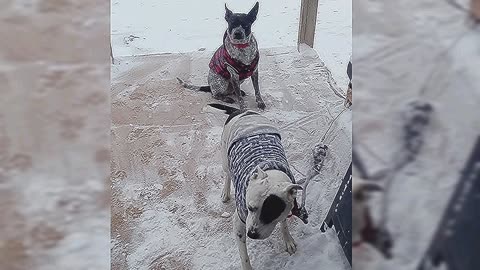 All my dogs