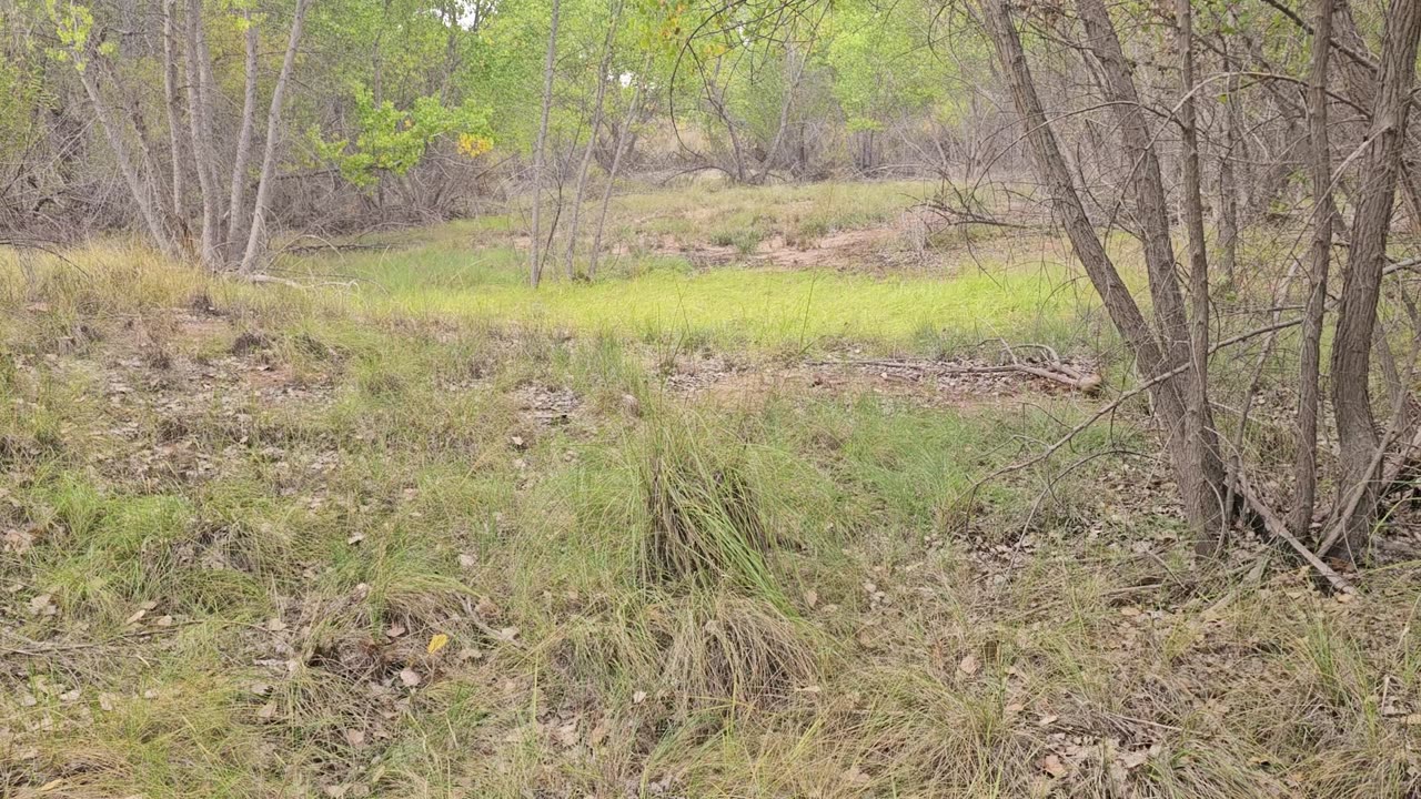 Elk scout