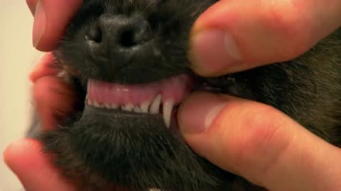 Mi Mascota y Yo - T02E15 - Cachorro