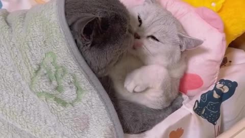 Funny Romantic Cats 😻 | Baby Cat Secretly Watching Mom & Dad ❤️ | Cutest Cat Family Moments 2025