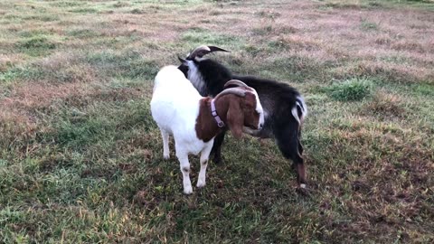 Breeding Boer Goats to a Mini Buck VLOG#025