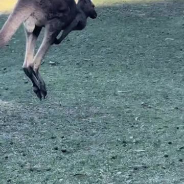 Kangaroo diaries only in Australia