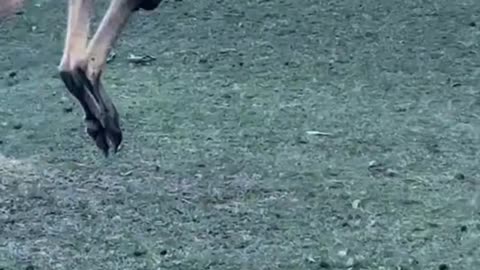 Kangaroo diaries only in Australia 