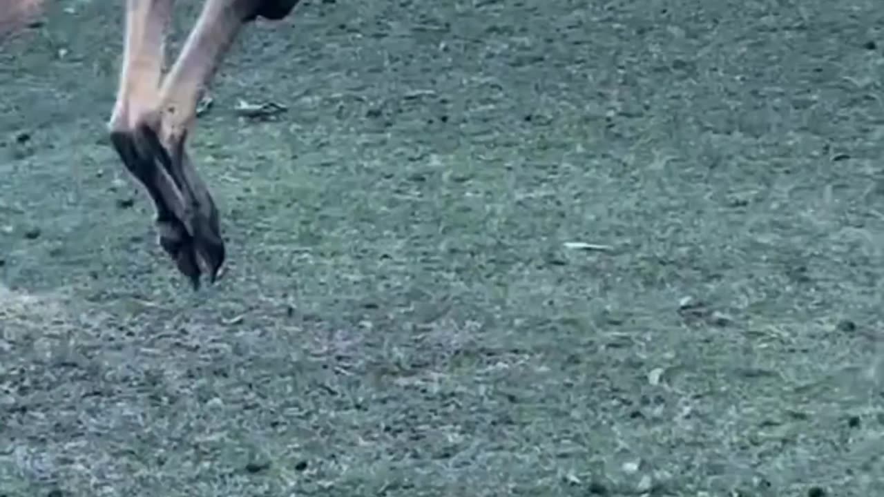 Kangaroo diaries only in Australia