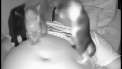 Cute cats