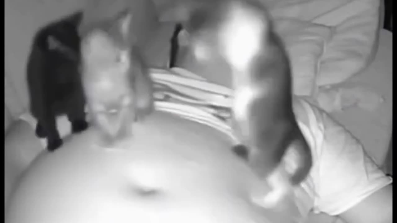 Cute cats