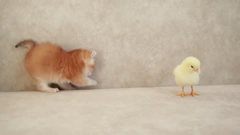 Kittens walk with a tiny chicken