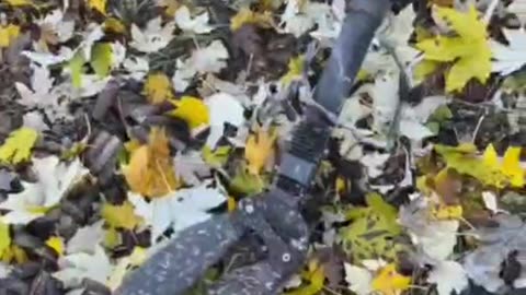 Dry-cured boars from the Pokrovsky direction