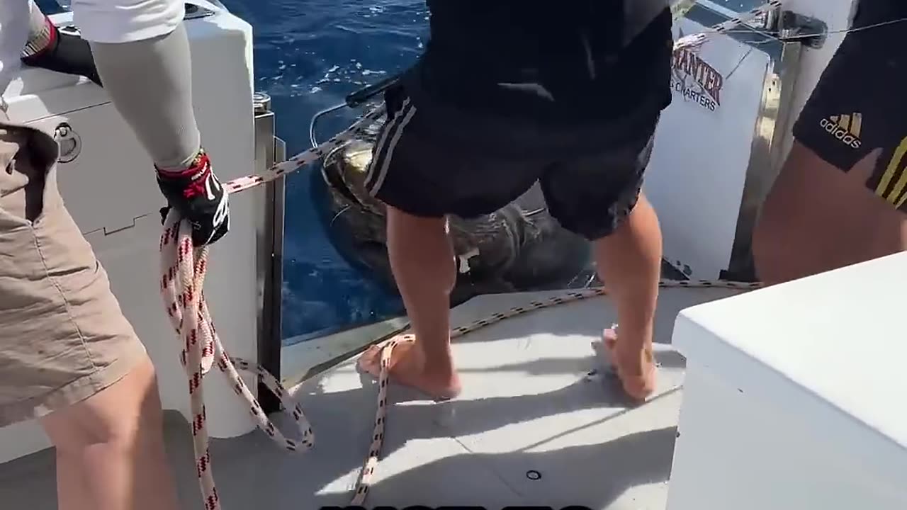 Why Bluefin Tuna Is Worth $1 Million