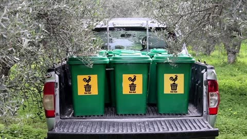 Retired hens revitalize Cyprus olive groves