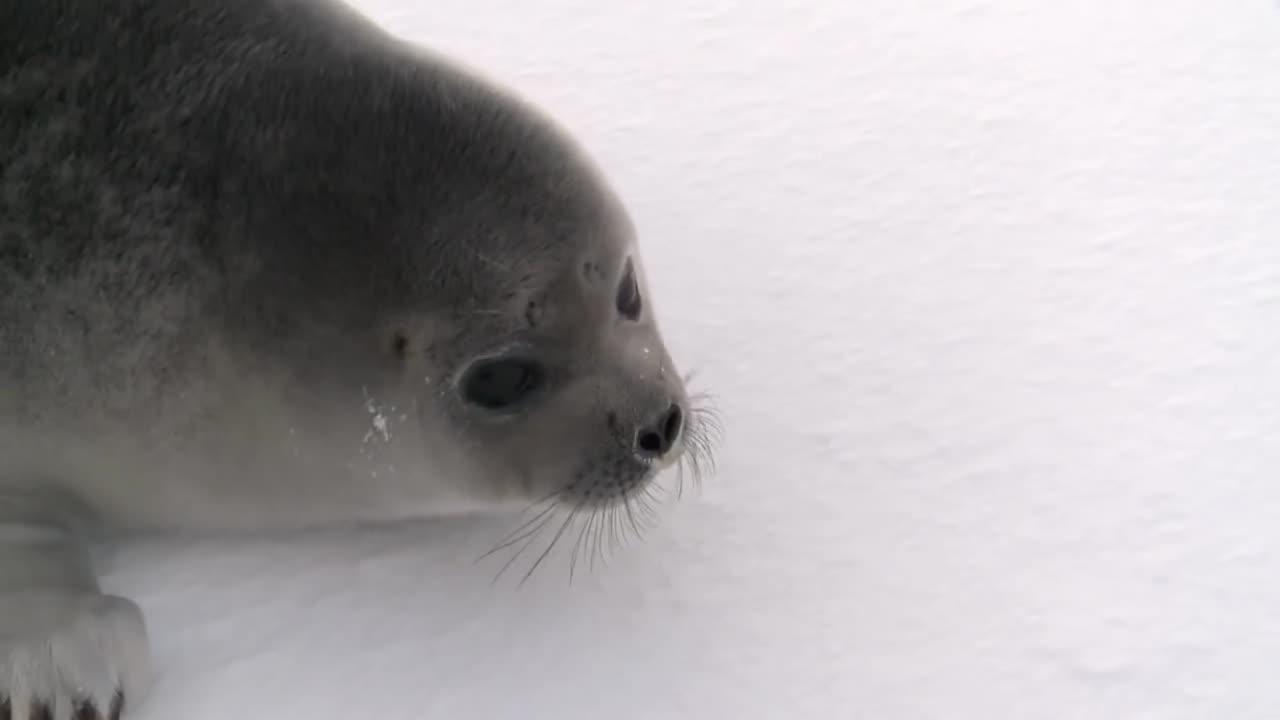 Adorable baby seal coming into my camera #seal#pet adventure