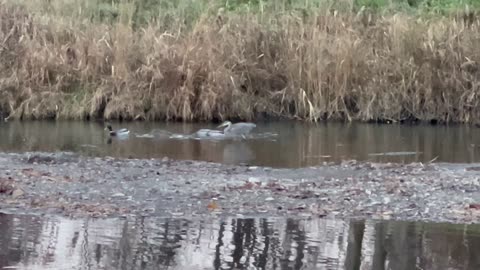 Great blue heron fishing the Humber River part deux