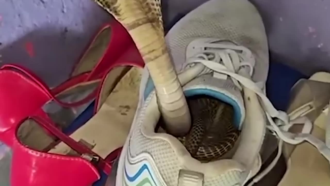 Cobra Emerges Out of Sneakers