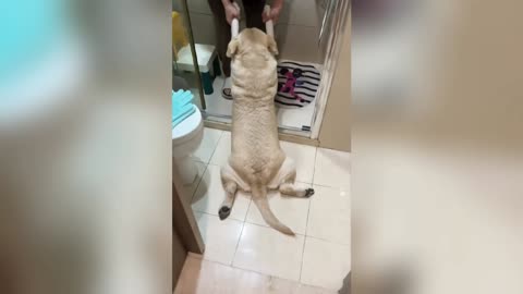 You Laugh You Lose😹🐕｜｜ Funniest Dogs and Cats 2025😜