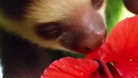 🦥😌 This Three-Toed Sloth Moved So Slowly… It’s Pure Calm ✨