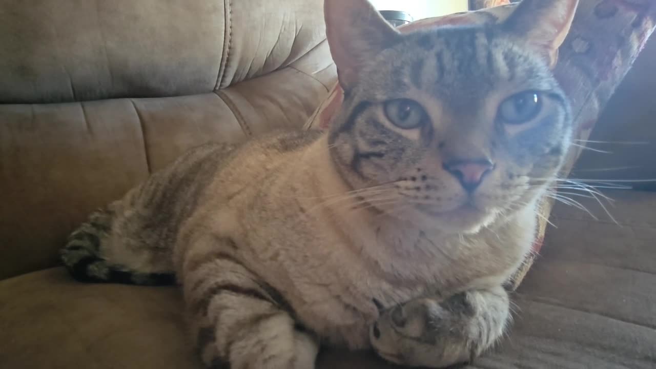 This Cat’s Couch Nap Is Pure Cozy Bliss