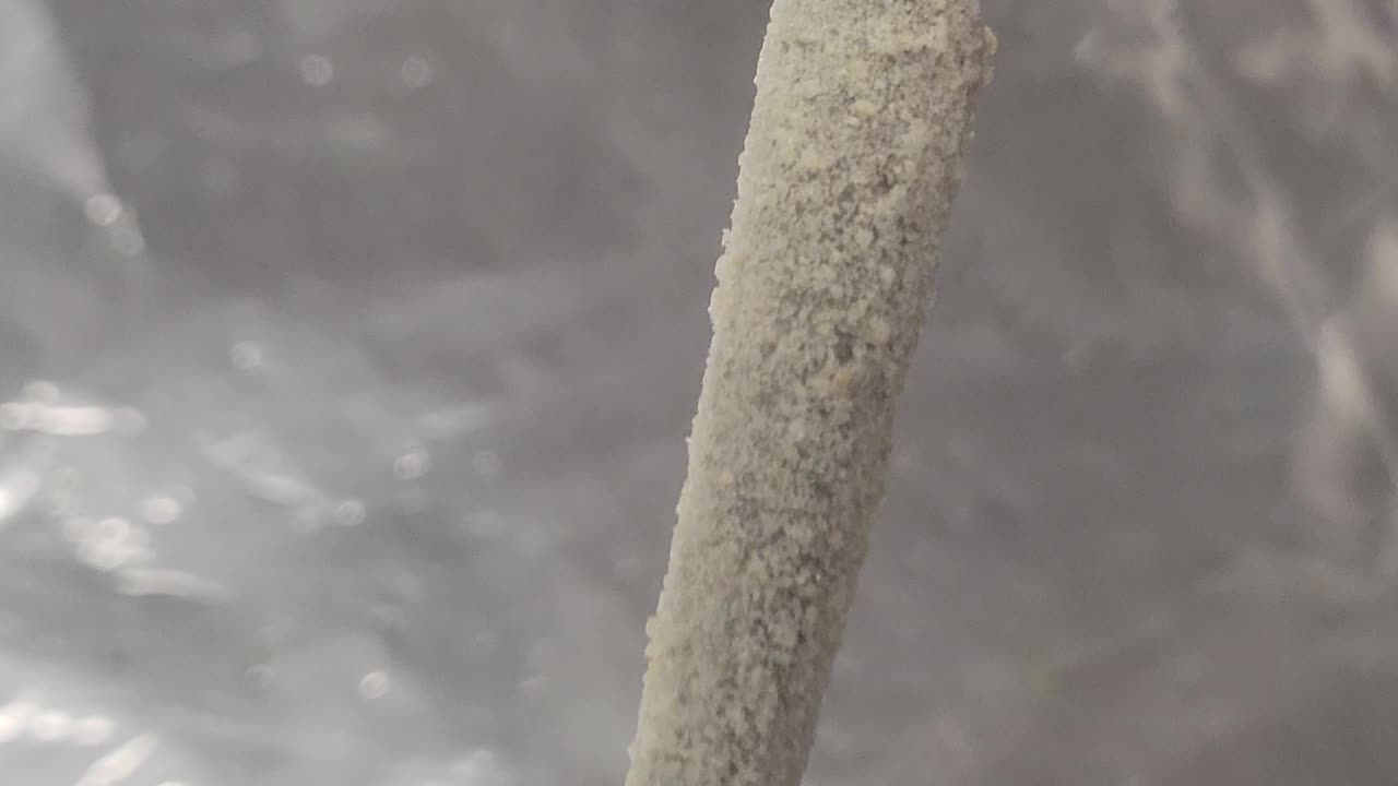 Iced Pre Roll THC Joints