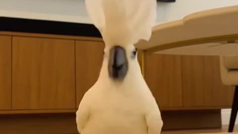 Cockatoo showing some moves...