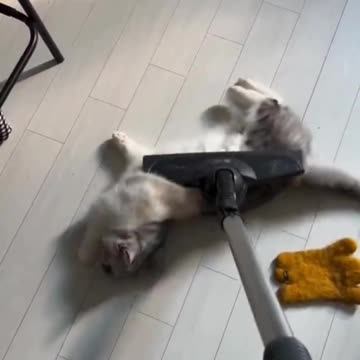 Vacuuming the cat